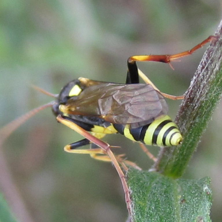 Potter wasp Ancistrocerus