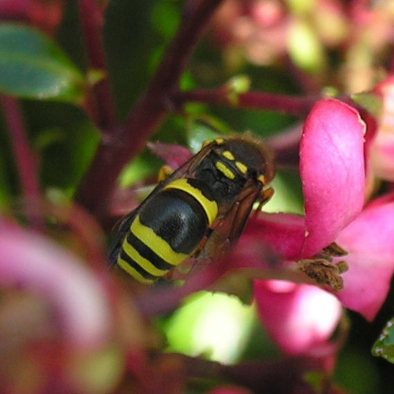 Mason wasp Ancistrocerus