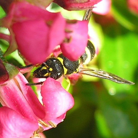 Potter wasp Ancistrocerus