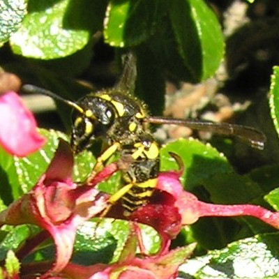 Potter wasp Ancistrocerus