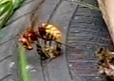 Hornet preying on Honey Bee