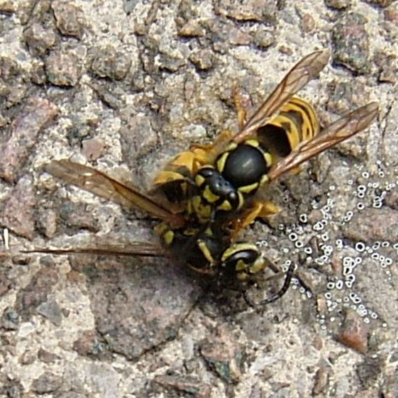 German Wasp breaking up another Wasp
