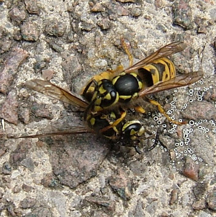German Wasp breaking up another Wasp