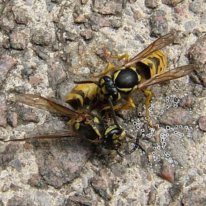 German Wasp breaking up another Wasp