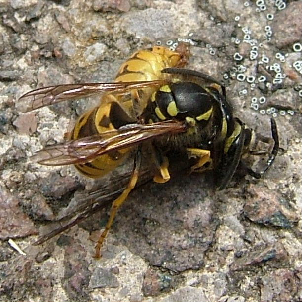 German Wasp breaking up another Wasp