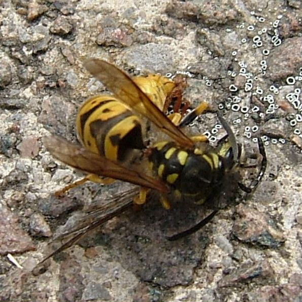 German Wasp dismembering another Wasp
