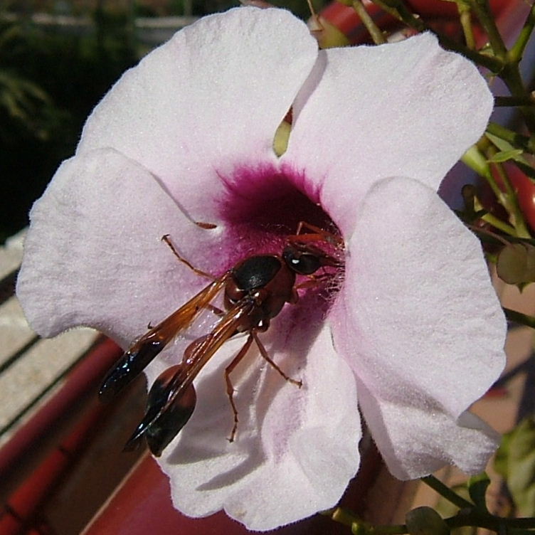 Caterpillar Hunter Delta dimidatipenne