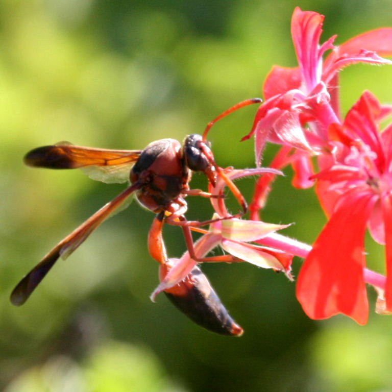 Caterpillar Hunter Wasp