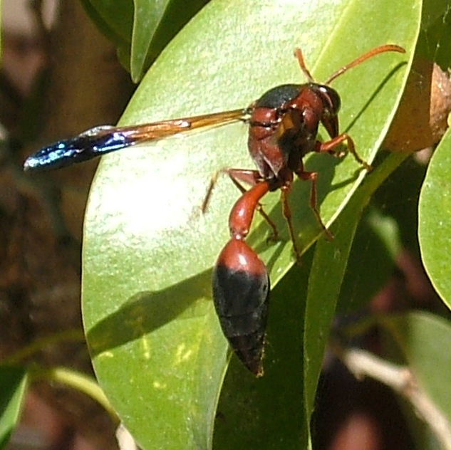 Caterpillar Hunter Wasp