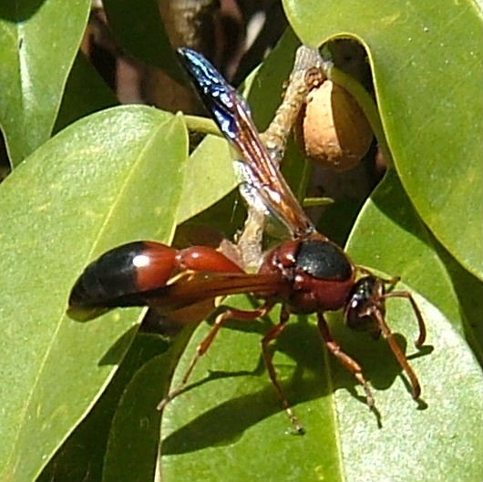 Caterpillar Hunter Wasp