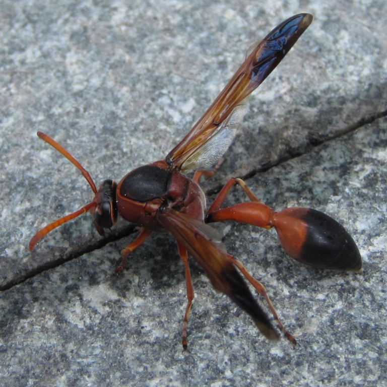 Caterpillar Hunter Wasp Delta dimidatipenne