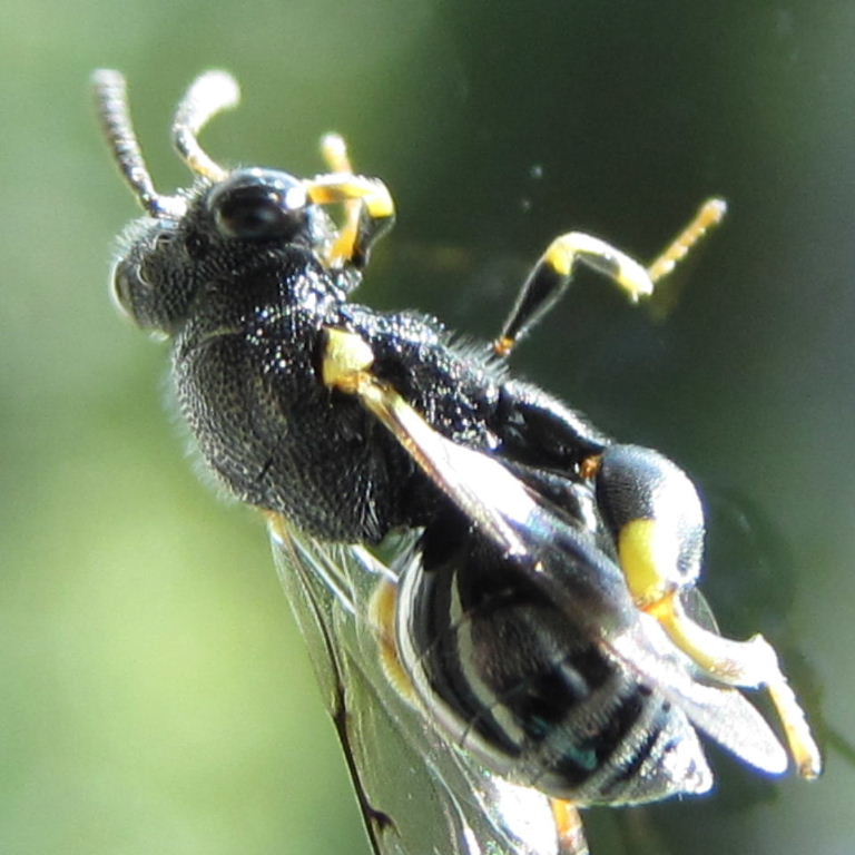 Caterpillar Hunter Wasp Delta dimidatipenne