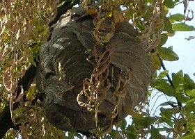 Wasp nest