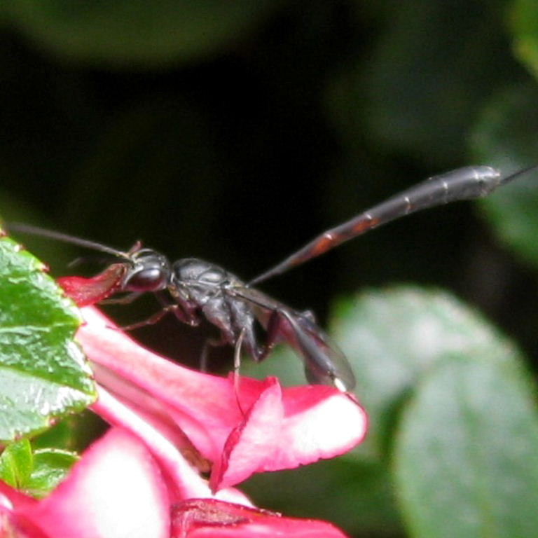 Gasteruption jaculator Wasp