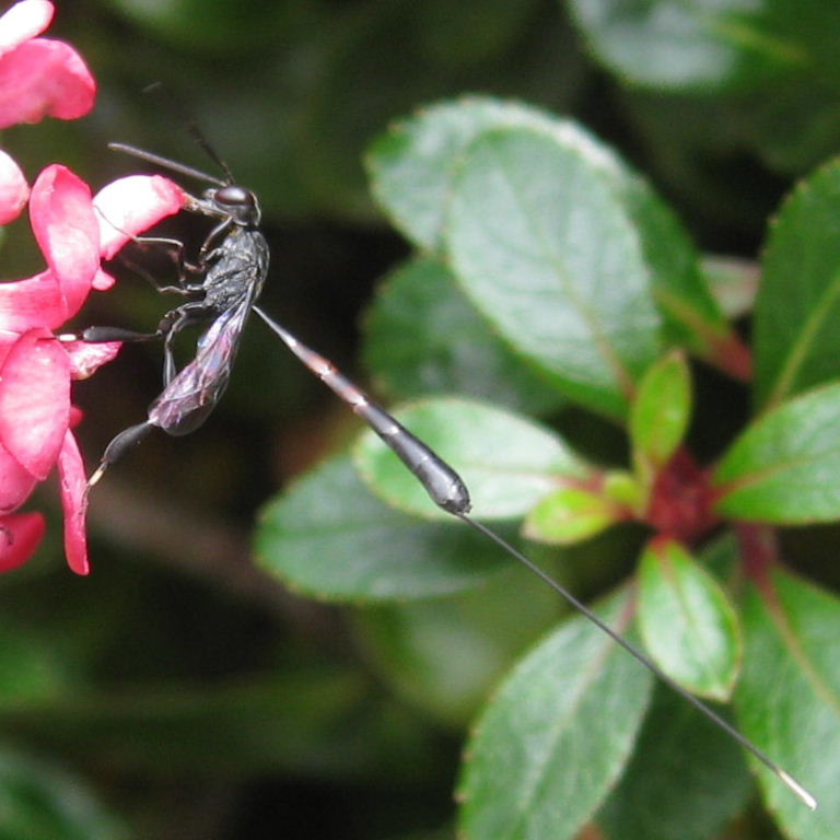 Gasteruption jaculator Wasp