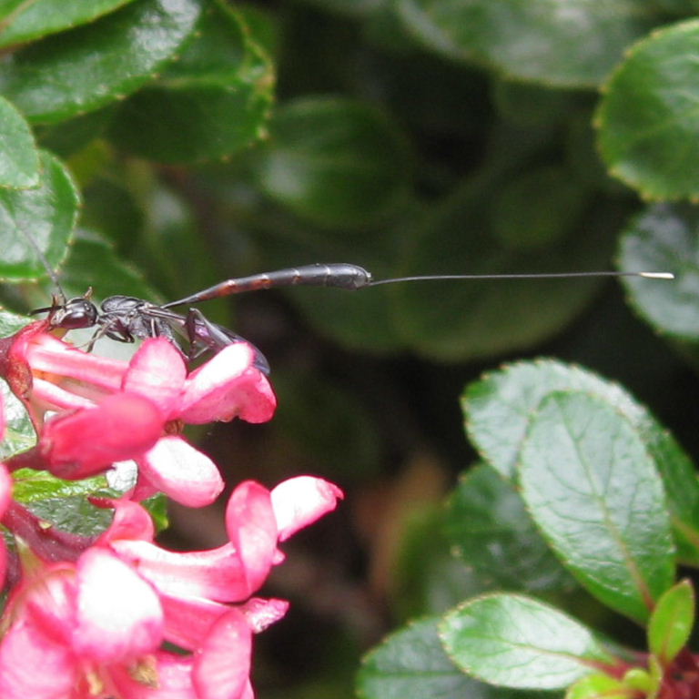 Gasteruption jaculator Wasp