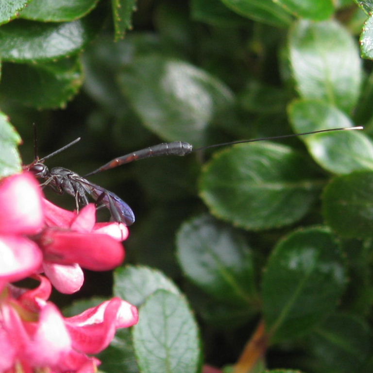 Gasteruption jaculator Wasp