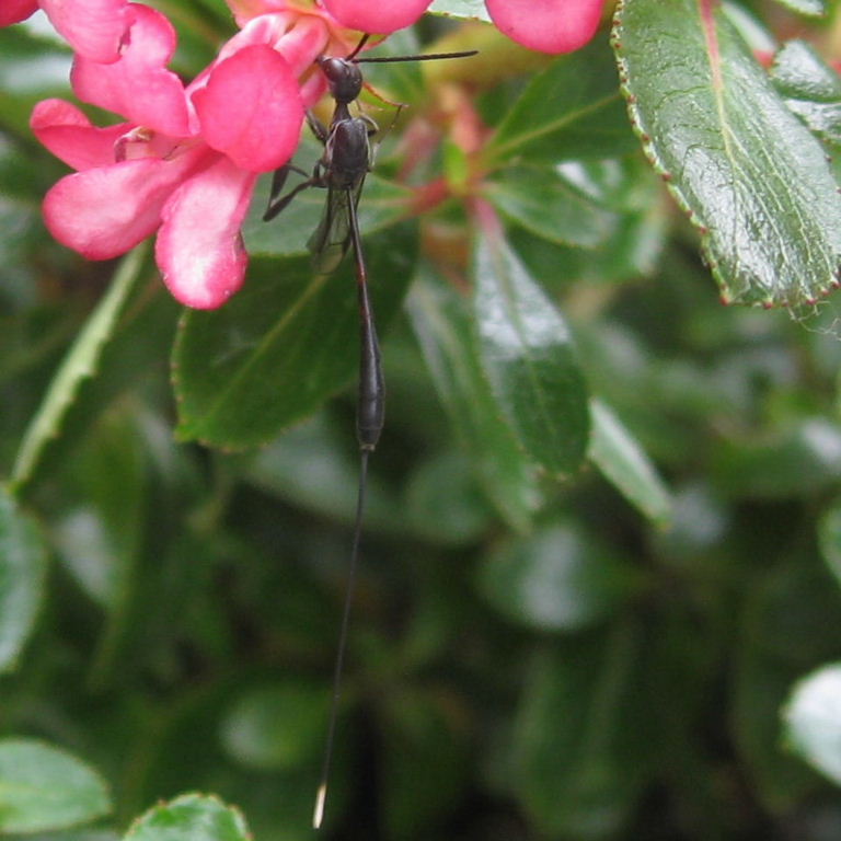 Gasteruption jaculator Wasp