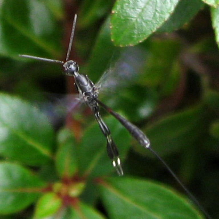 Gasteruption jaculator Wasp in flight