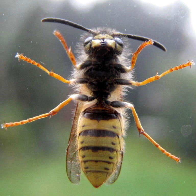 German Wasp - give's a kiss - underside