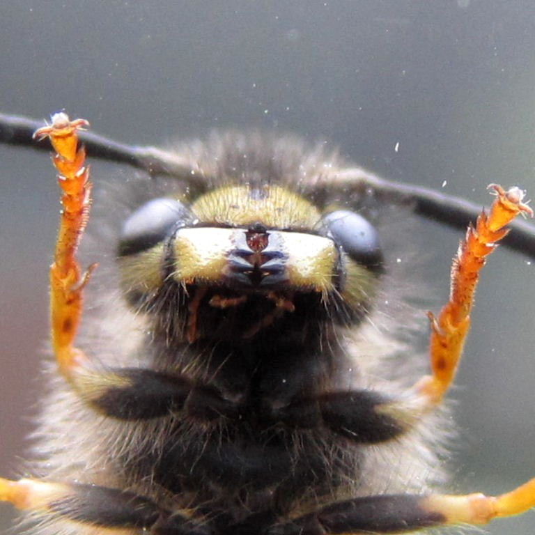 Give us a kiss - mouthparts