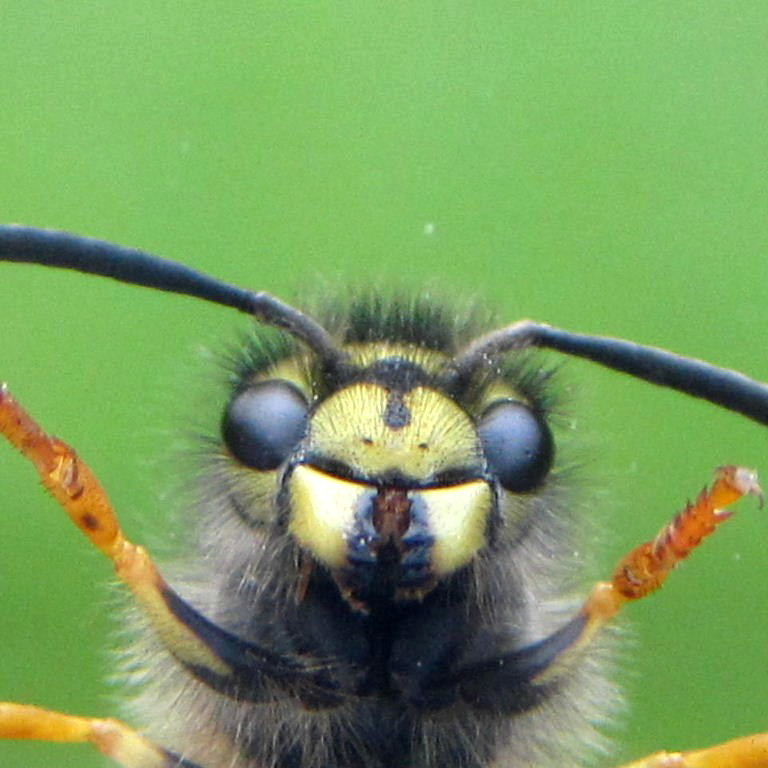 German Wasp - Give us a kiss