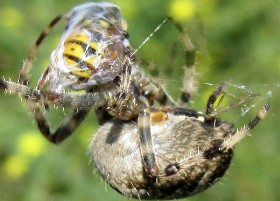 Spider packing up wasp