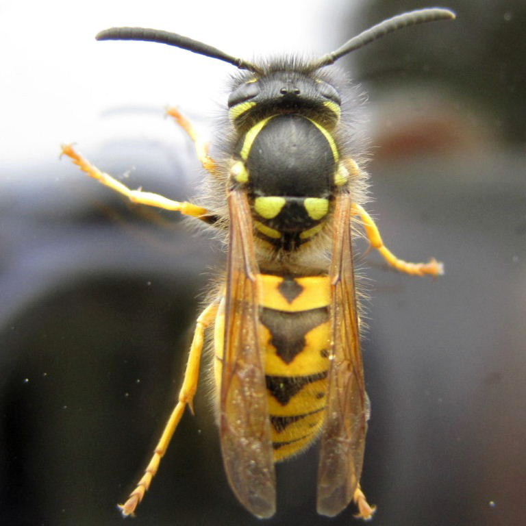 German Wasp thorax and abdomen