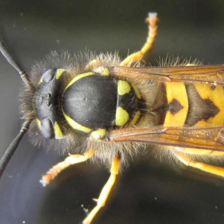 German Wasp thorax