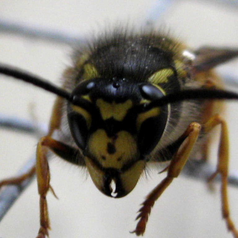 German Wasp face
