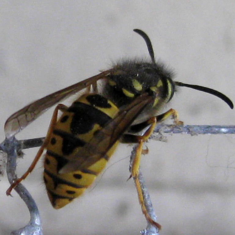 German Wasp thorax and abdomen