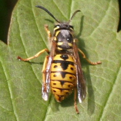 German Wasp