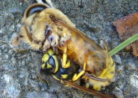 German Wasp attacking bee
