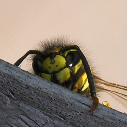 German Wasp face