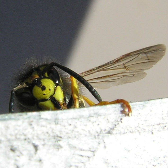 German Wasp face