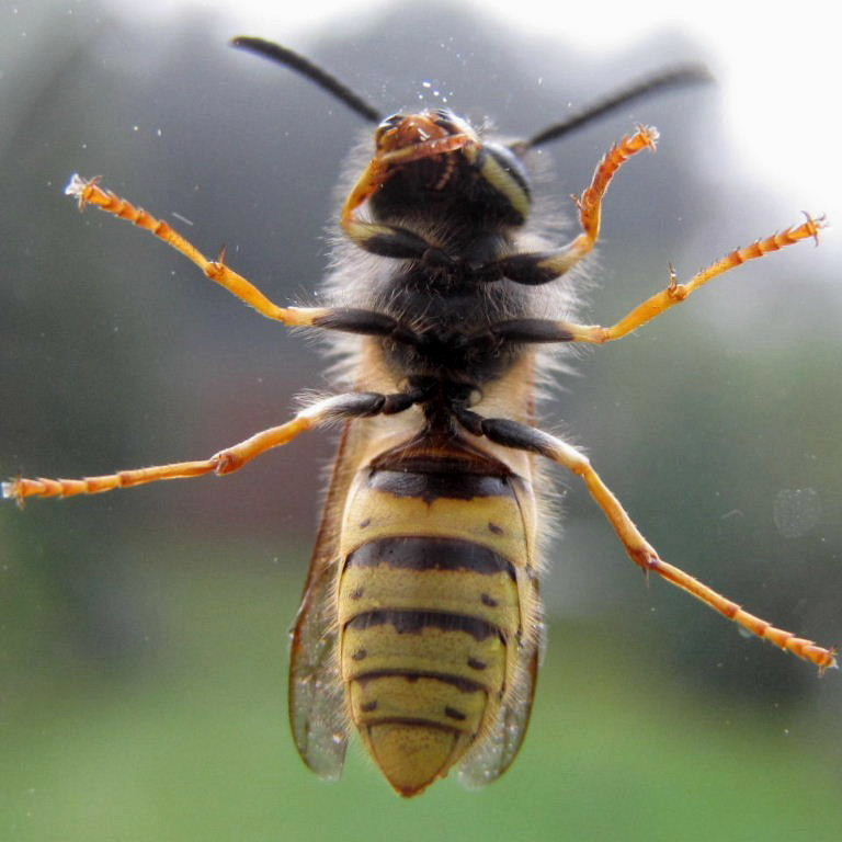 German Wasp wiping mouth