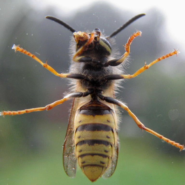 German Wasp wiping mouth