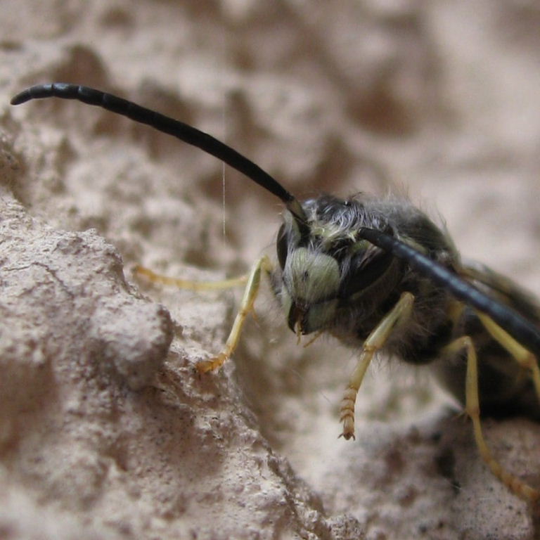 hairy wasp