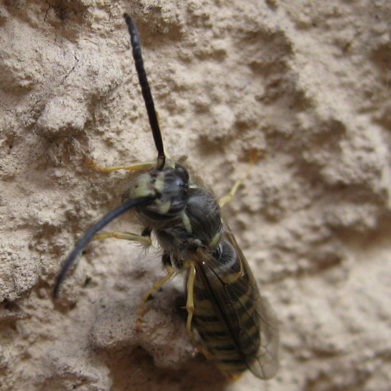 hairy wasp