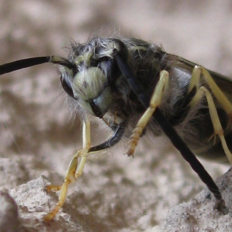 hairy wasp