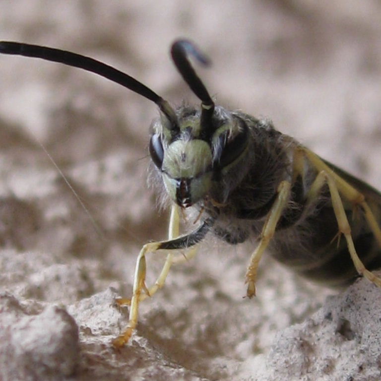hairy wasp