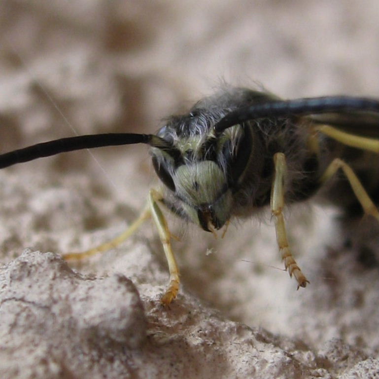 hairy wasp face