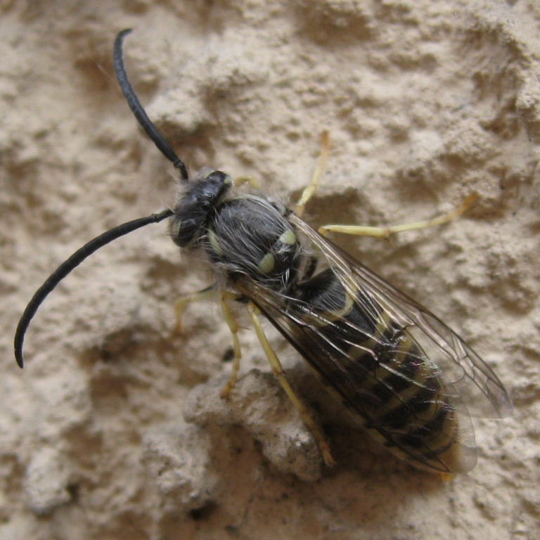 hairy wasp thorax and abdomen
