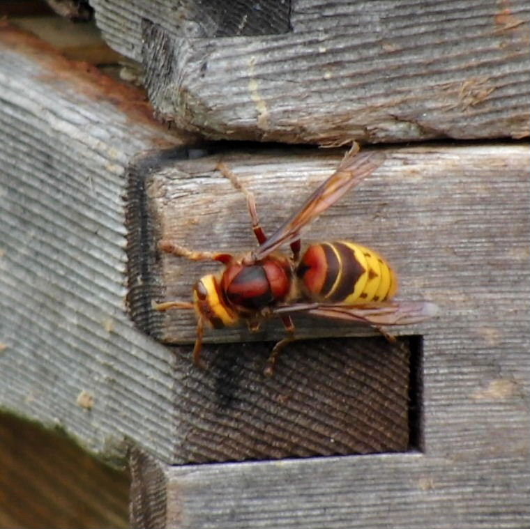 Hornet on hive