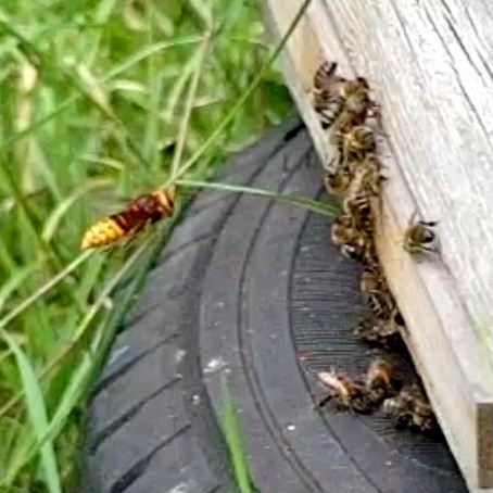 Hornet eyes up honey bees