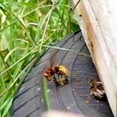 Hornet takes honey bee