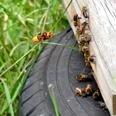 Hornet and honey bee hive