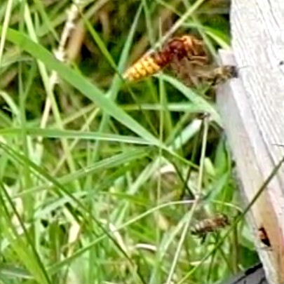 Hornet catches honey bee