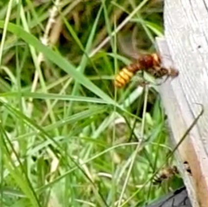 Hornet catches honey bee