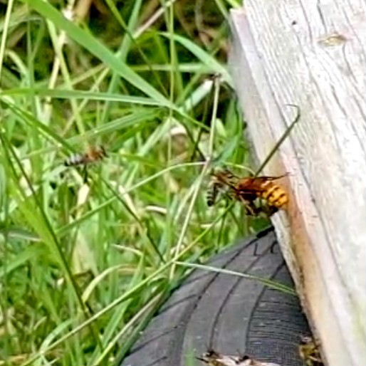 other bees try to fight hornet off